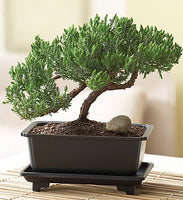 Juniper Bonsai - Large